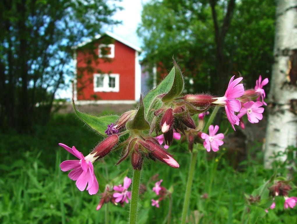 Wanha Pappila Cottages Simoniemi Luaran gambar