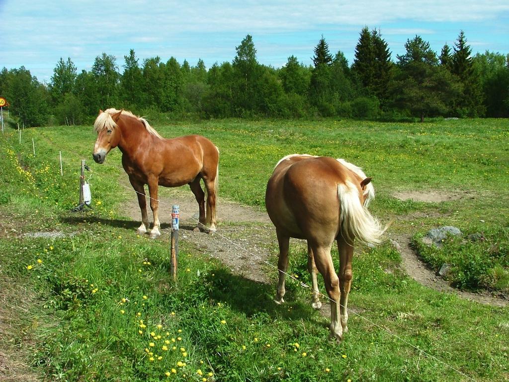 Wanha Pappila Cottages Simoniemi Luaran gambar
